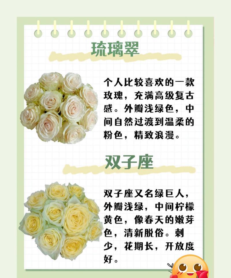 小乔玫瑰花养护需要注意哪些问题？