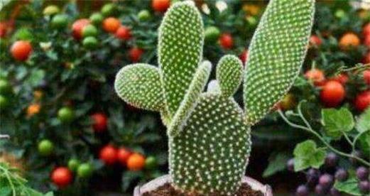 凌兰仙人掌开花的秘诀是什么？