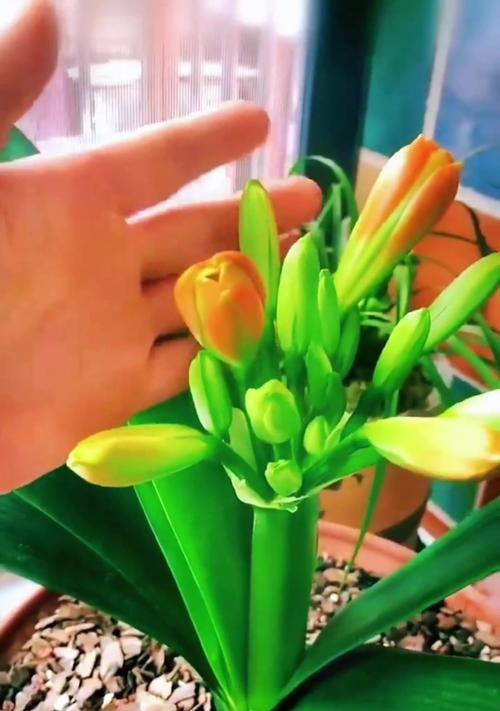 君子兰放盆中开花需要什么条件？