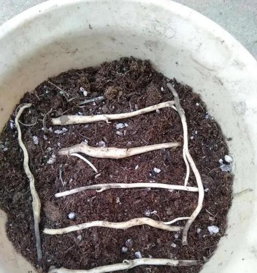 牡丹花新芽枯萎的原因是什么？如何预防和处理？
