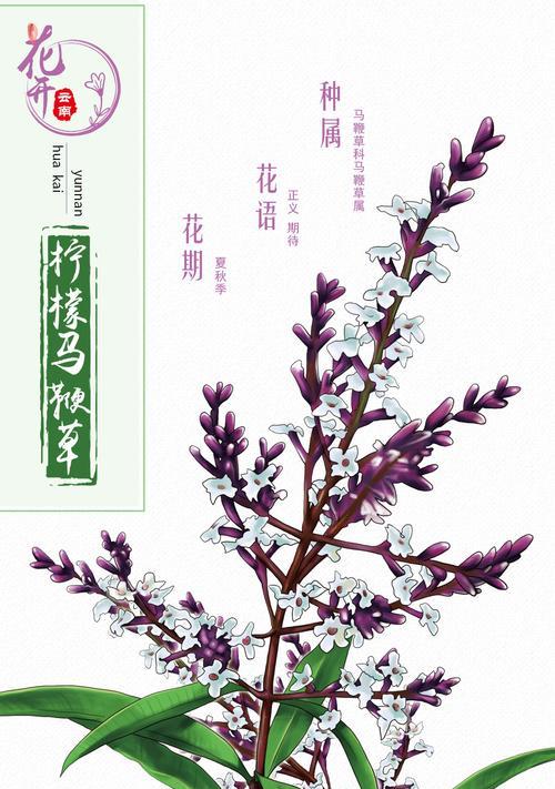指甲草种子的功效有哪些？它的花语又是什么？