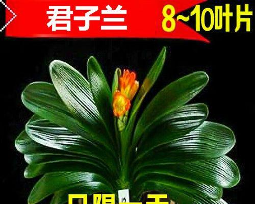 精品君子兰带花苞大颗的养护方法是什么？