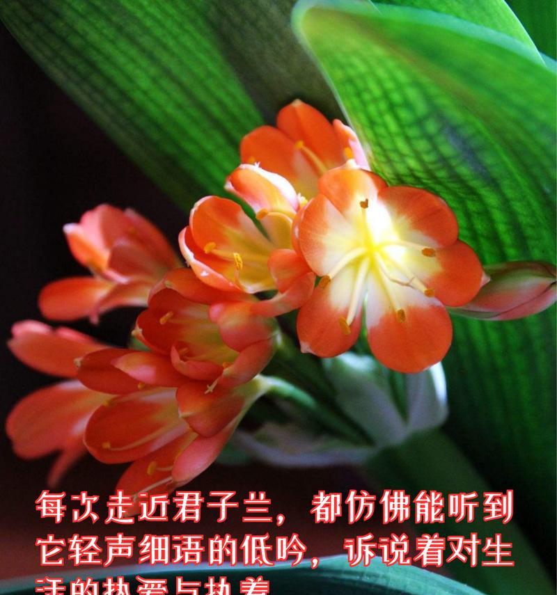 君子兰盛开需要哪些条件和养护？