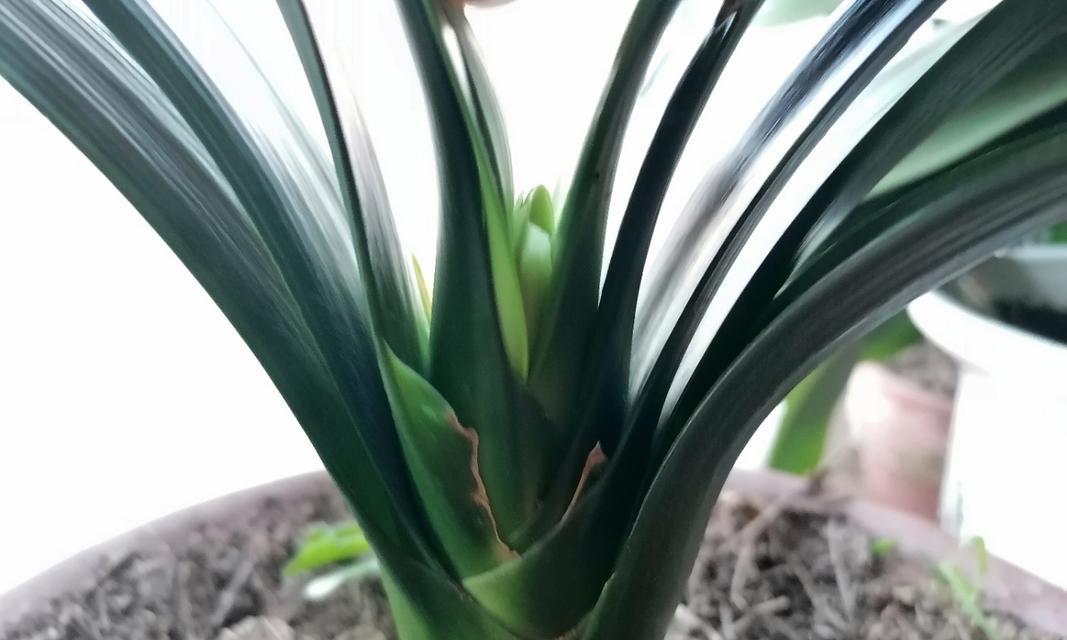 宽叶君子兰带花苞是什么原因？如何处理？