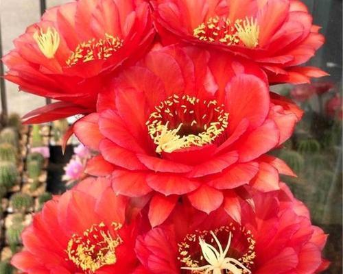 冬季仙人球栽种需要注意什么？如何提高成活率？
