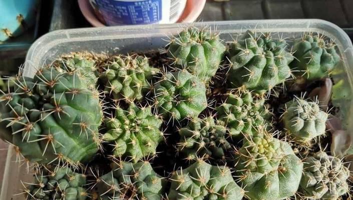 冬季仙人球栽种需要注意什么？如何提高成活率？