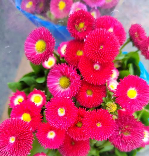 雏菊的花语有哪些含义？它通常代表什么？