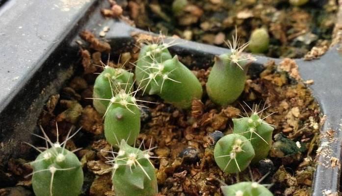 仙人球种植如何保持叶子不歪？