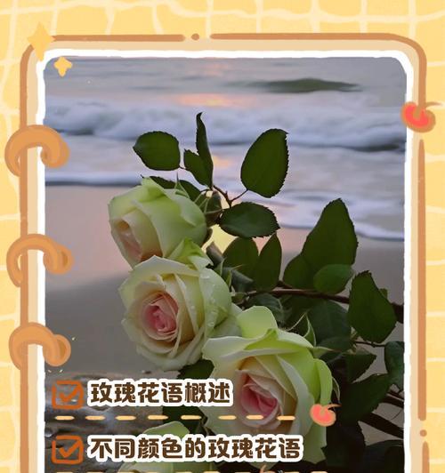 变玫瑰花给女孩子代表什么？变玫瑰花语是什么？