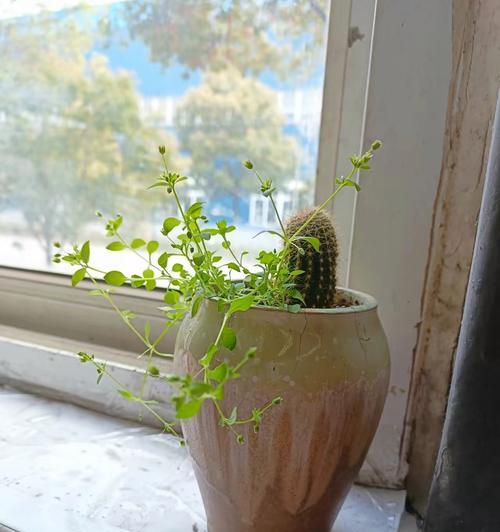 仙人球种植如何保持叶子不歪？