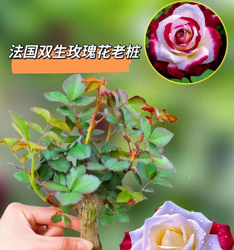 变玫瑰花给女孩子代表什么？变玫瑰花语是什么？