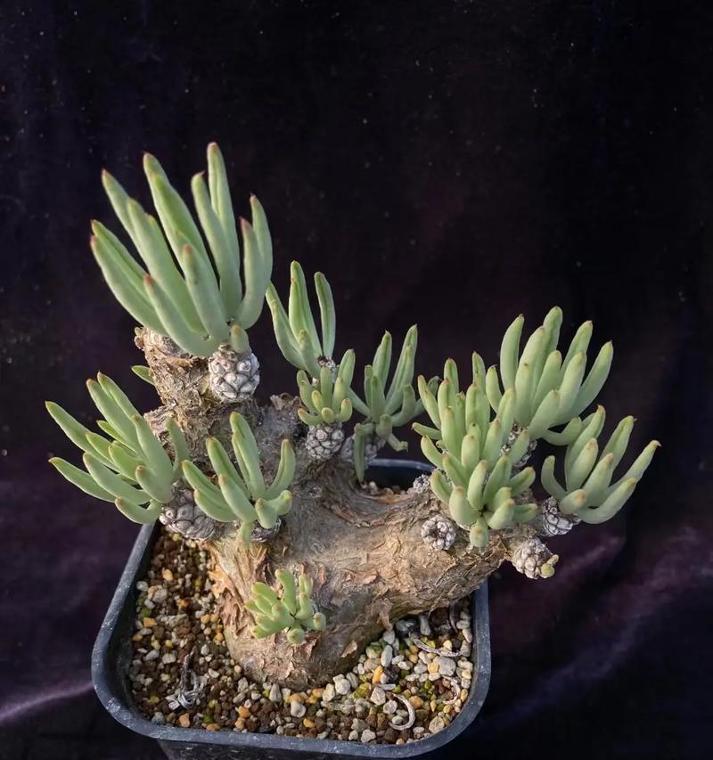 仙人球种植如何保持叶子不歪？