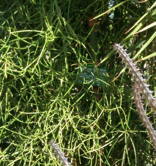 仙人球小柚子的种植方法？需要注意哪些要点？