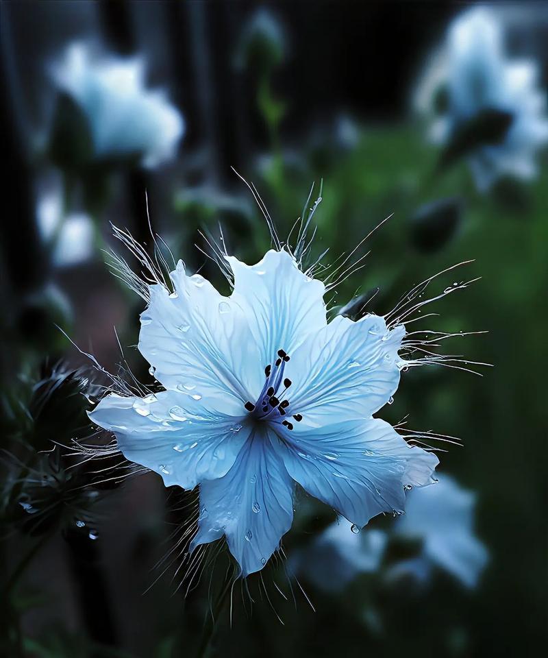 哪种花代表思念？花语中思念的含义是什么？