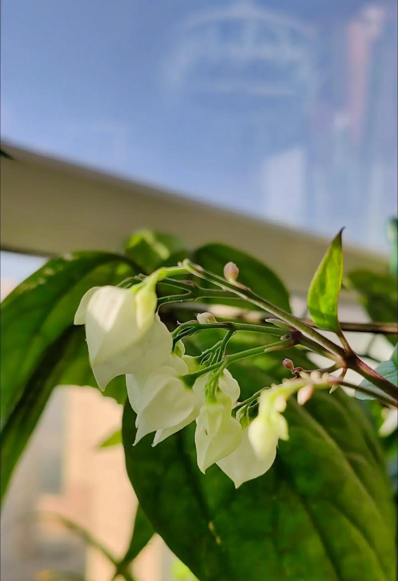 哪些花的花语代表着幸福和如意？它们各自有何含义？