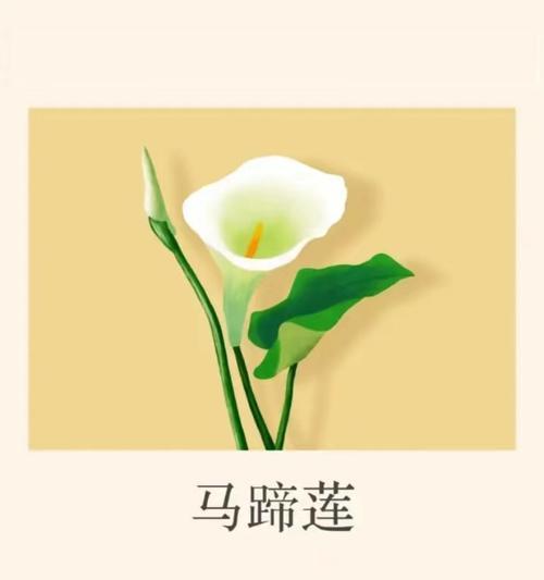 哪些花的花语代表着幸福和如意？它们各自有何含义？