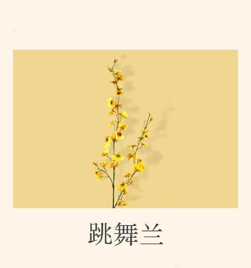 哪些花的花语代表着幸福和如意？它们各自有何含义？