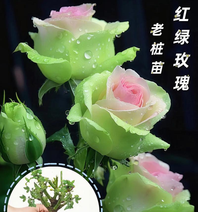 养玫瑰花时是否需要保留花瓣？原因是什么？