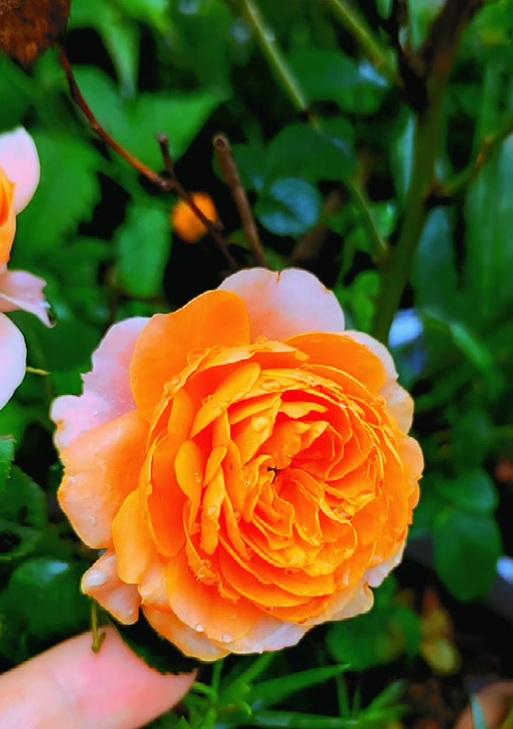 养玫瑰花时是否需要保留花瓣？原因是什么？