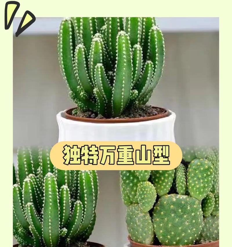 在仙人掌土里加石头好吗？加石头对仙人掌的养护有何影响？