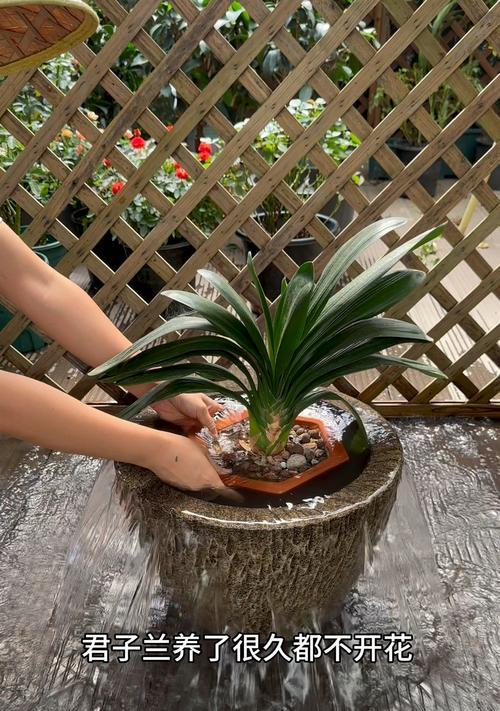 养了七年的君子兰不开花怎么办？如何促进君子兰开花？