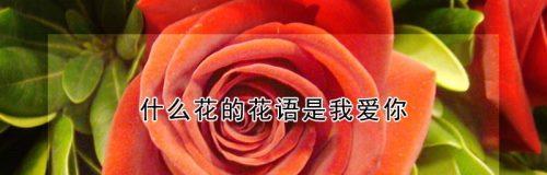 15朵人鱼妖姬花的含义是什么？