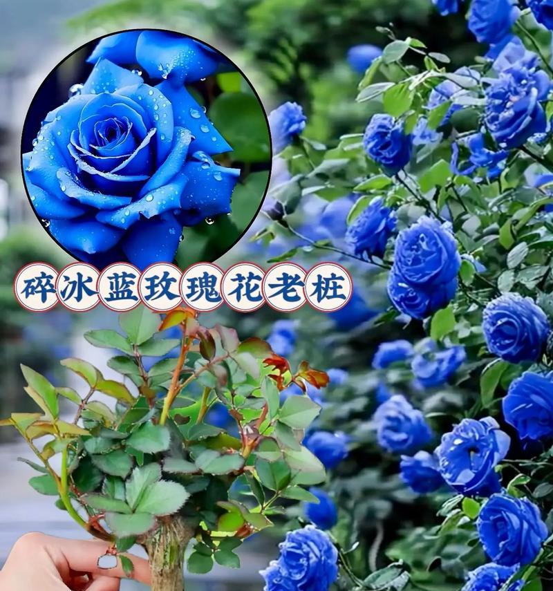 15朵人鱼妖姬花的含义是什么？