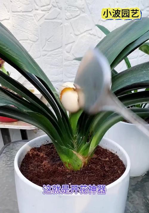 养了七年的君子兰不开花怎么办？如何促进君子兰开花？