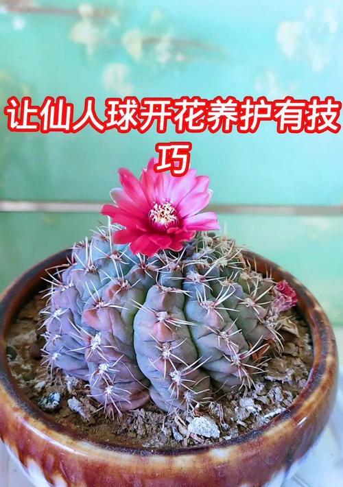 仙人球加水后能开花吗？正确的养护方法是什么？