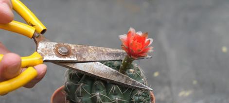 仙人球加水后能开花吗？正确的养护方法是什么？