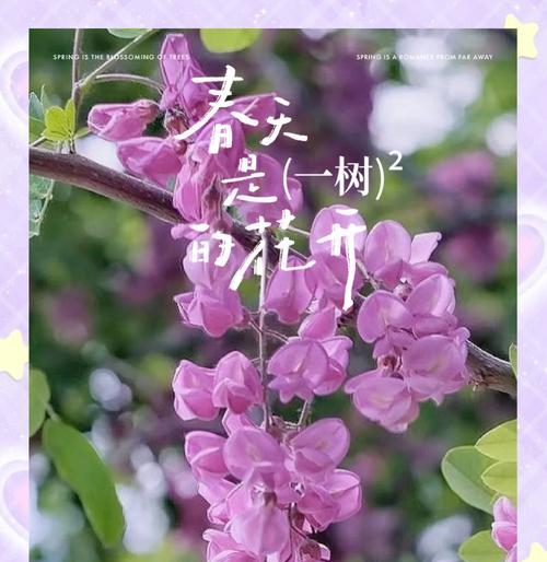槐树花的花语和寓意是什么？