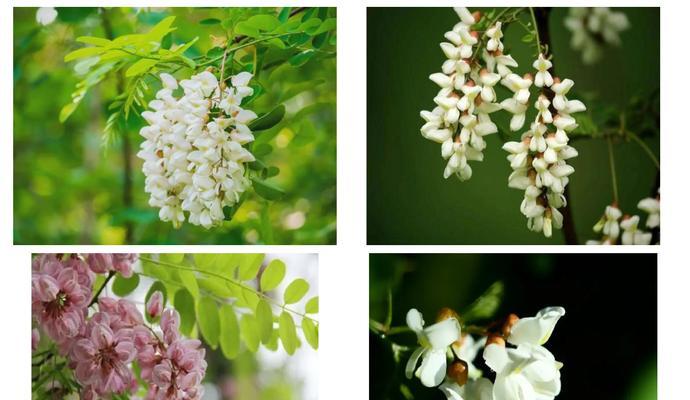 槐树花的花语和寓意是什么？