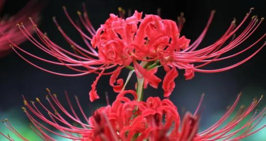 红色珠子手链加玫瑰花代表什么？寓意和花语是什么？