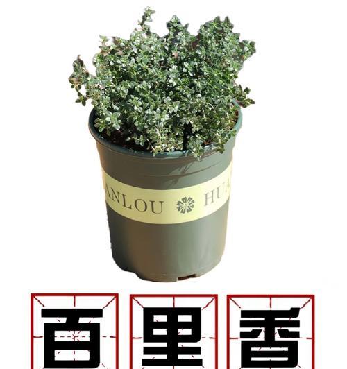香料丁香的花语是什么？它在花语中代表了什么含义？