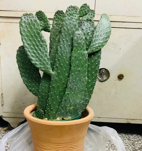 独龙角仙人掌的种植技巧是什么？