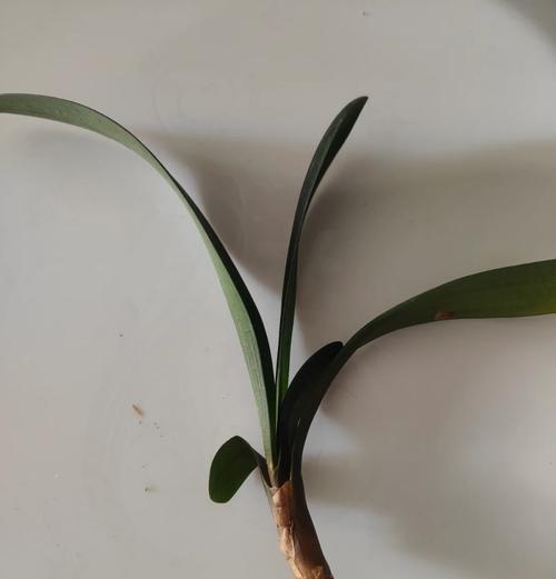 君子兰盆栽根部生长缓慢怎么办？