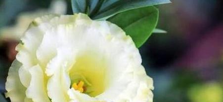 诚恳的花语表达什么？花语背后的含义是什么？