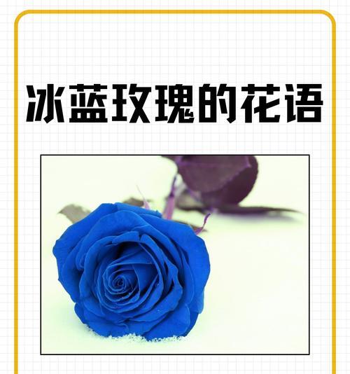 大号玫瑰的花语和寓意是什么？大玫瑰代表什么？