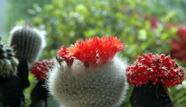 挂墙花盆仙人球养护要点是什么？如何管理才能长得好？