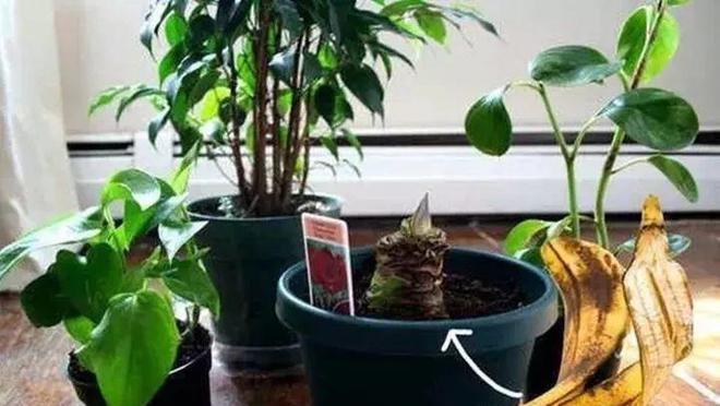 鸡蛋壳如何制作仙人掌肥料？使用鸡蛋壳肥料的好处是什么？