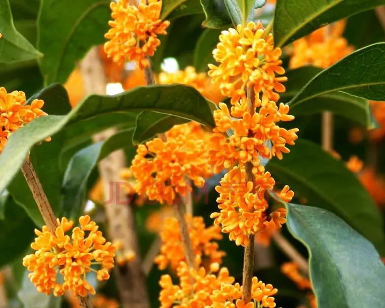 最美的乞丐花象征着什么？它的花语有何深意？