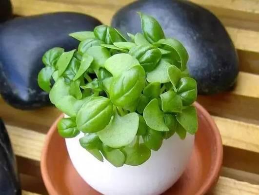 鸡蛋壳如何制作仙人掌肥料？使用鸡蛋壳肥料的好处是什么？
