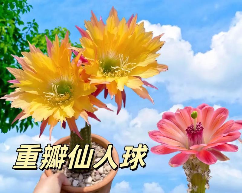 绯花玉仙人球的美观种植方法？