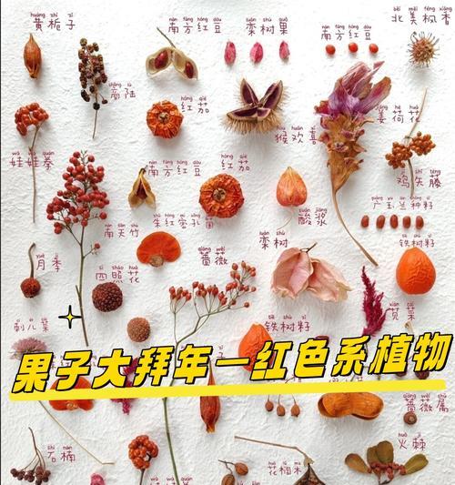 土朱顶红品种的花语是什么？它有什么特别的含义？