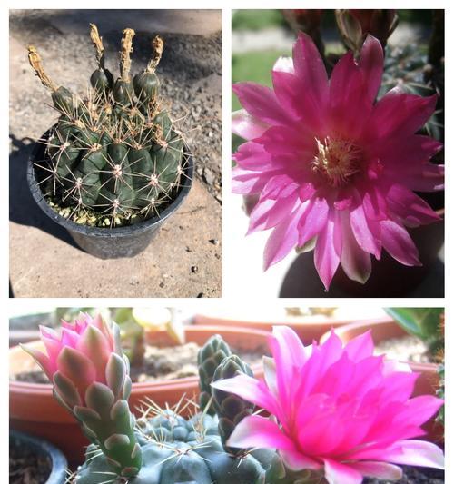 绯花玉仙人球的美观种植方法？