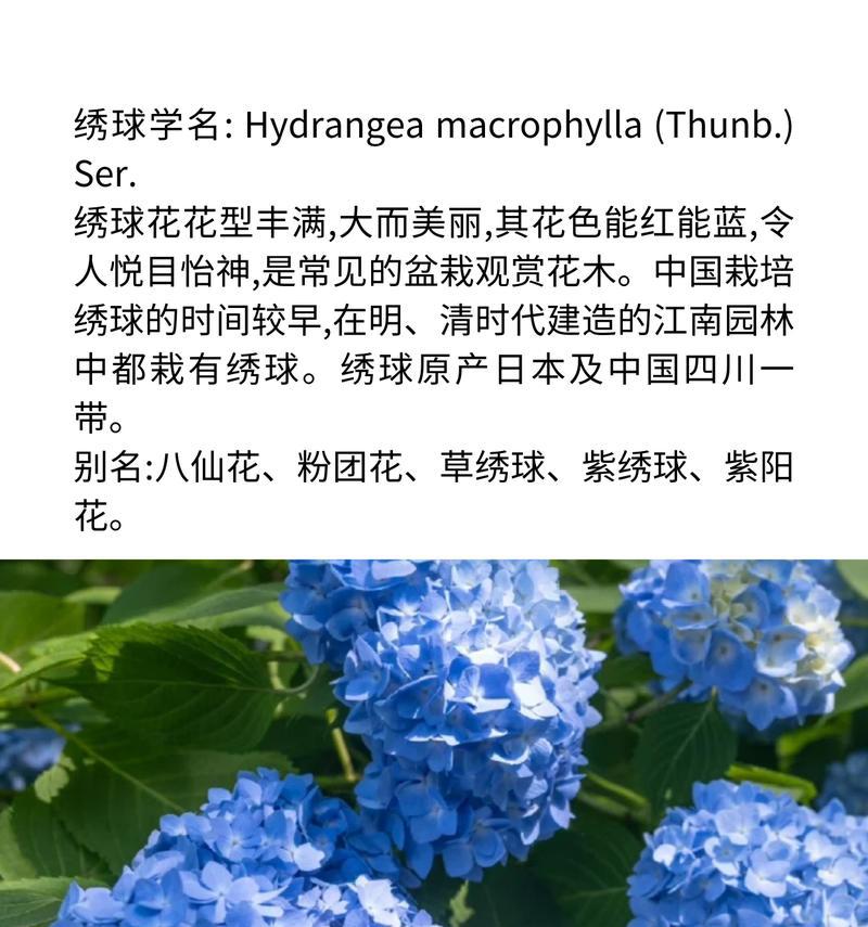 紫绣球花语代表了什么？