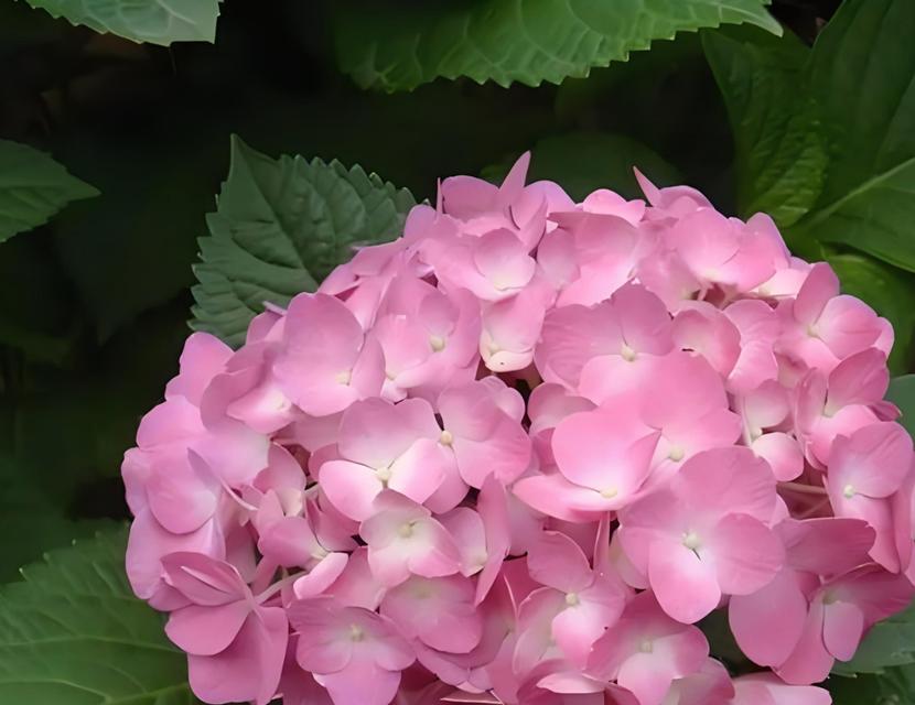 紫绣球花语代表了什么？