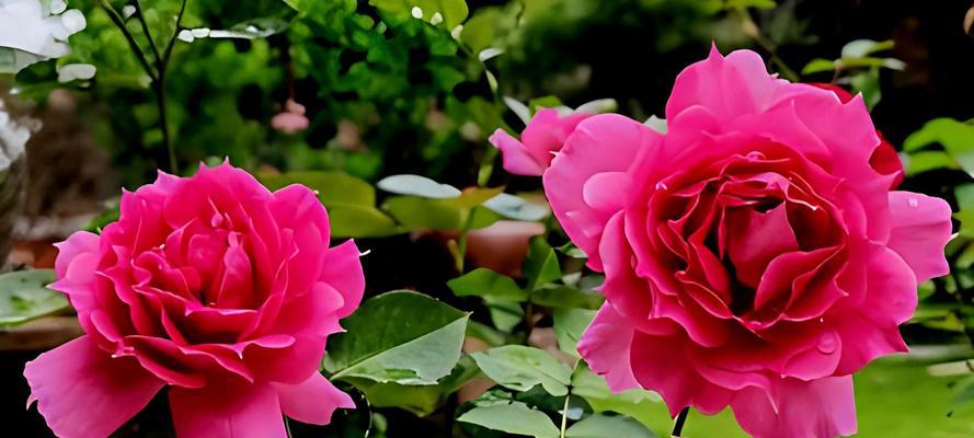 天方夜谭的花语是什么？它象征着什么？