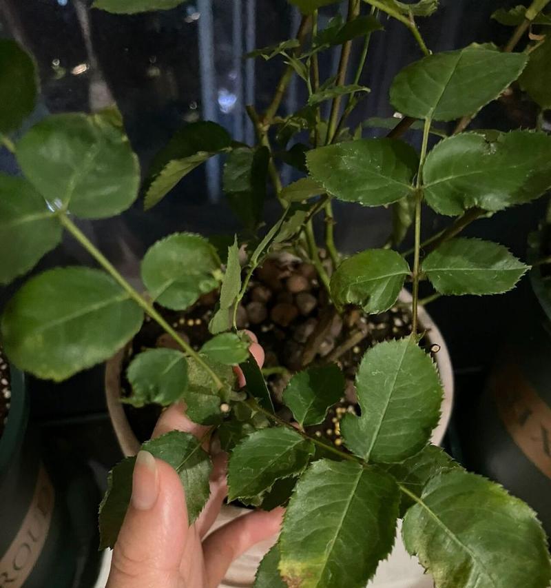 天方夜谭的花语是什么？它象征着什么？