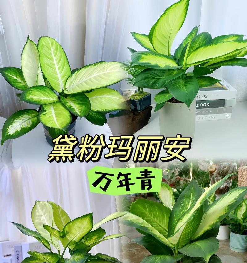 万年青的花语代表什么含义？
